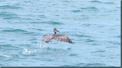 pelican take off
