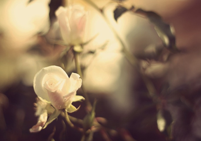 flowers3
