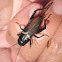 Grillo. Cricket
