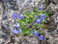 Mountain wild flowers