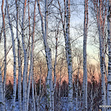 Northwoods Birch / Late afternoon light in January