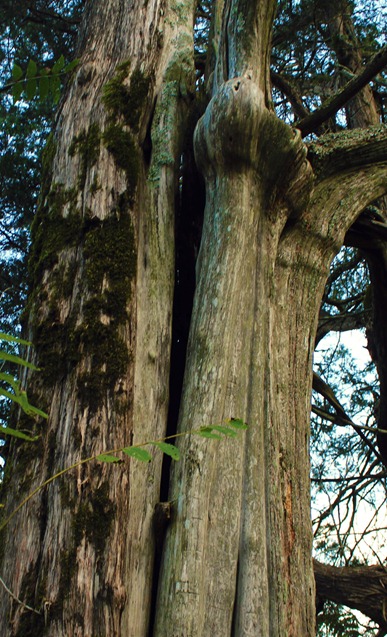 treee treee