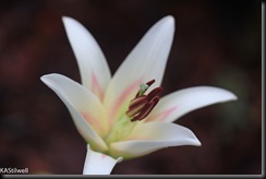 name this lily-1