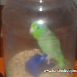Max in jar 2  2011.JPG