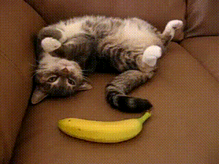 banana vs gato banana vs gato