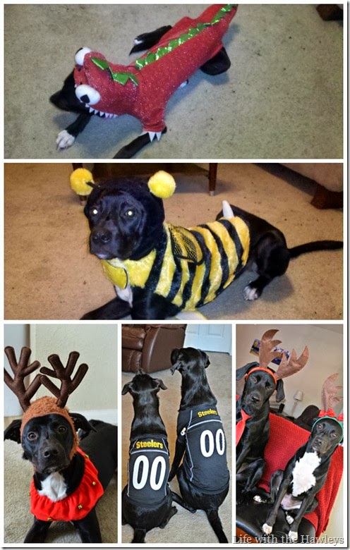 Halloween Puppies