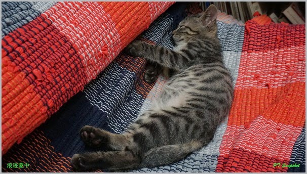 龙门小猫睡觉 龙门小猫睡觉