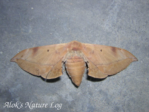 Bombycidae