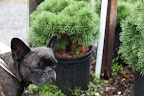 Trees and shrubs are okay, I guess, but aren't there any flowers here?