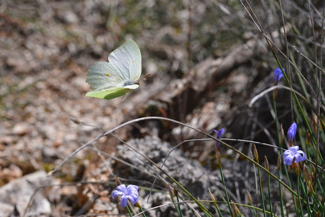 Gonopteryx rhamni (L., 1758), femelle. Le Vigier, près de Lagorce (Ardèche), 19 avril 2014. Photo : L. Voisin