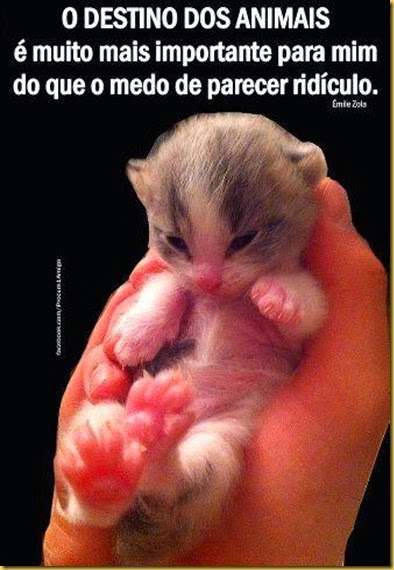 destino dos animais_Zola destino dos animais_Zola
