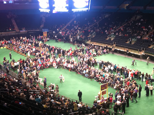136 Westminster Kennel Club Dog Show - the floor of Madison Square Garden set up for Breed judging 136 Westminster Kennel Club Dog Show - the floor of Madison Square Garden set up for Breed judging