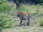 Big male leopard we saw on the 2nd morning.