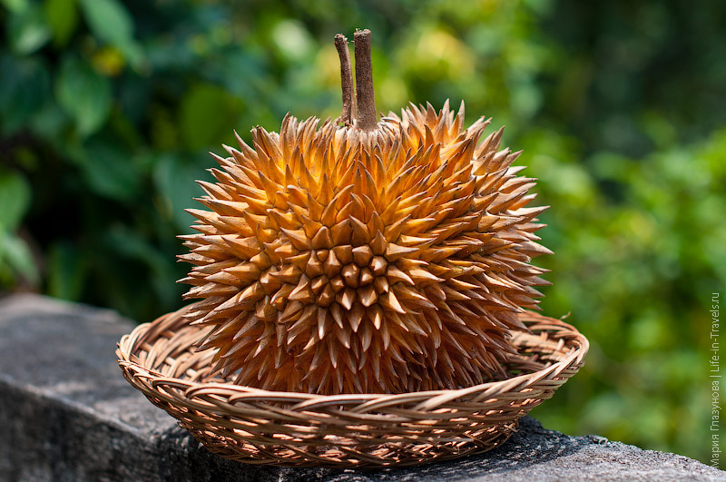 Дуриан (Durian) Дуриан (Durian)