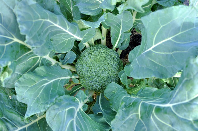 [fall%2520produce%25201112%2520%25287%2529%255B3%255D.jpg]