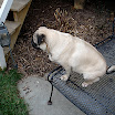 Pugs-2005-04-01_16-31-41.JPG