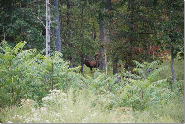 09-10-11 C LBL Elk and Bison Preserve 033