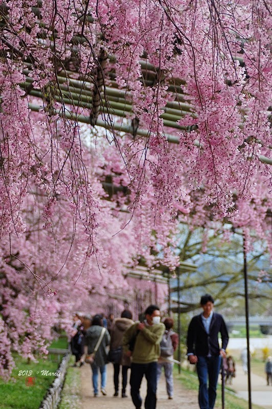 日本 京都 半木之道 櫻