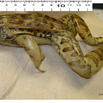 dissect04_ruler.jpg
