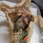 fetal_pig_cecum03.JPG