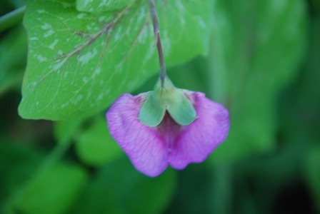 [ervilhas%2520DSC_0127DSC_013205%255B4%255D.jpg]