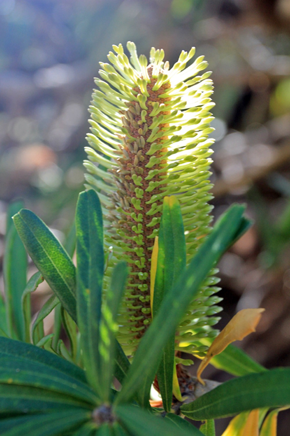 [121027_UCSCArboretum_Banksia-marginata_02%255B9%255D.jpg]