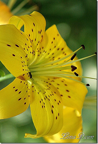 Yellow_Asiatic_Lily3
