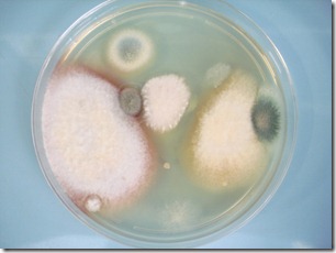 fungos em agar sabourad