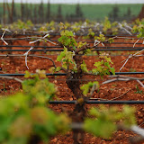 Moroccan Wine