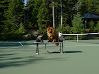 Wait, girls!  This is a hardcourt and we don't have white tennis shoes on!  Do you think our paws will mark up the court?  Maybe we shouldn't be playing out here...