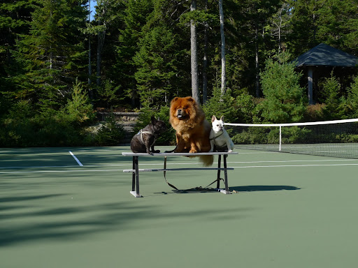 Wait, girls!  This is a hardcourt and we don't have white tennis shoes on!  Do you think our paws will mark up the court?  Maybe we shouldn't be playing out here...