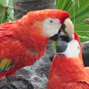 Scarlet Macaws