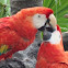 Scarlet Macaws
