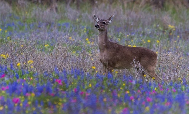 [deer%2520in%2520bluebonnets%255B2%255D.jpg]