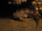 Kyarra: a Tompot blenny is startled by the the big bubble blowing creature