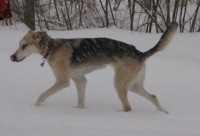 [Sandy_in_snow_licking_nose%255B3%255D.jpg]