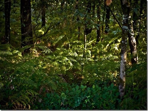 Bosque