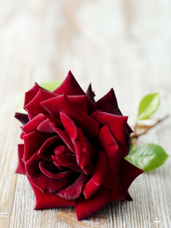 [rosa-sola6.jpg]