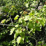 Apricot Tree