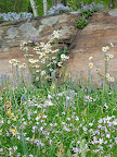 A rock outcrop anchors a meadowy planting of blue and white. It looks natural, but don't be fooled - there is a very crafty gardener behind this!