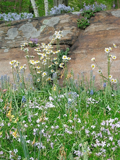 A rock outcrop anchors a meadowy planting of blue and white. It looks natural, but don't be fooled - there is a very crafty gardener behind this!