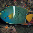 Galapagos Snorkeling