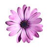 [stock-photo-purple-flower-isolated-with-clipping-path-on-white-550771%255B5%255D.jpg]