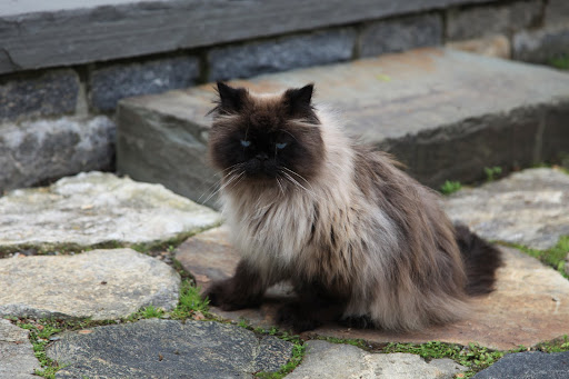 They really do think that we cats haven't a clue how to cope in the big outdoors.