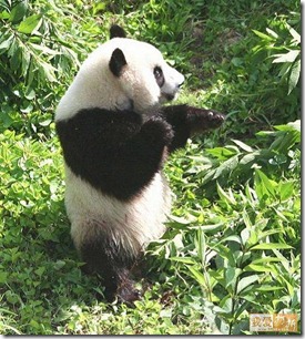 Kung Fu Panda