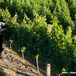 wine blending 5 D_Portet_Winery_123.jpg