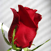 Rose4_1176 Edit1.jpg