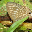 Jamides_celeno_ARSS1192.jpg