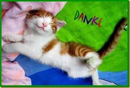 lachende-katze-danke