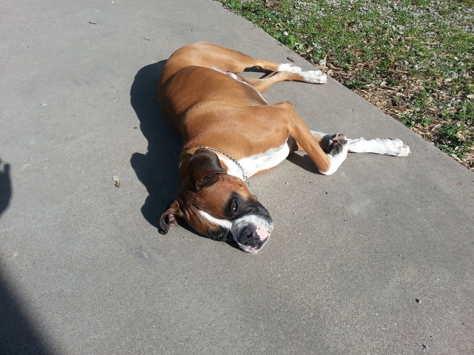 boxer lifespan average boxer lifespan average